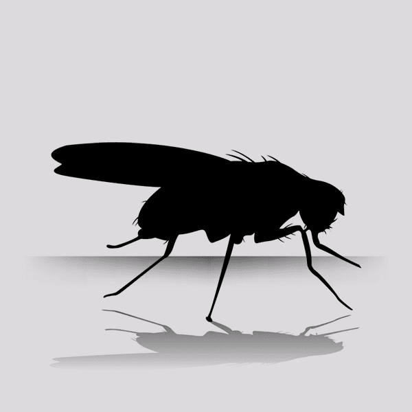Fruit Flies Melanogaster Vial | Purchase Fruit Fly Feeders at Rodent Pro Fruit Flies Melanogaster Vial | Purchase Fruit Fly Feeders at Rodent Pro