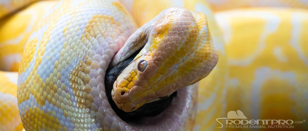 Beautiful view of How To Acquire And Feed Frozen Thawed Prey