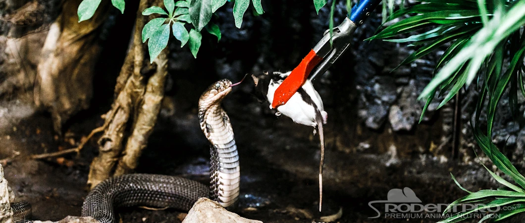 Photo inspiration: Feeding Frozen Thawed Vs Live Prey Guide By Rodentpro Photo Inspiration