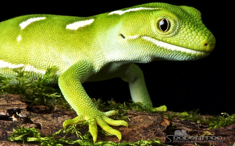 What Do Geckos Eat?