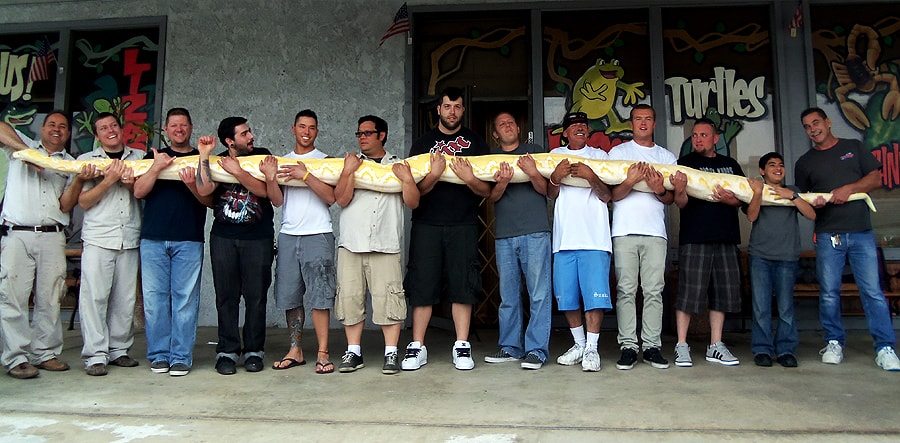 Ten of the Longest Snakes in the World - The Reptile Zoo