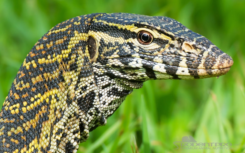 Nile Monitor