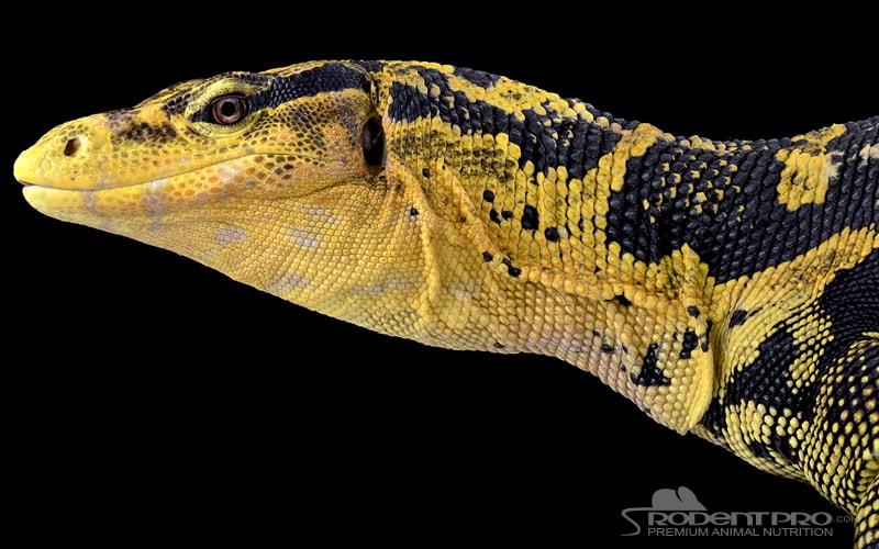 Philippine water monitor