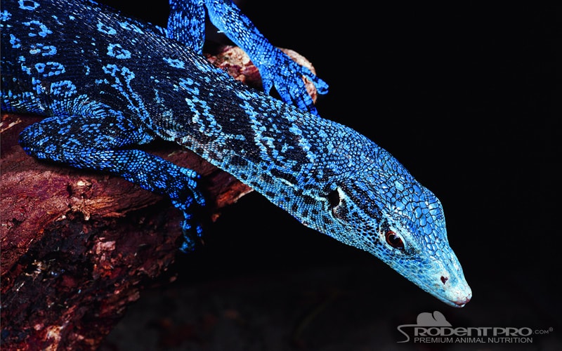 Blue Spotted Tree Monitor
