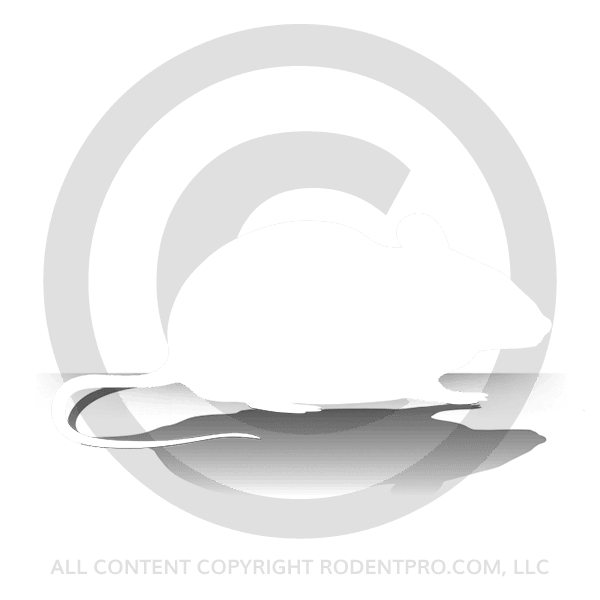 White Mice