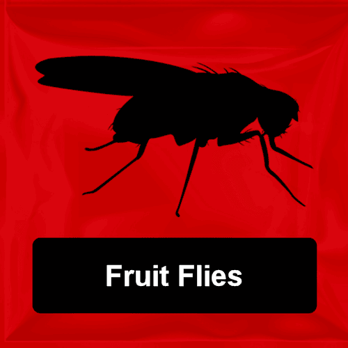 Fruit Flies