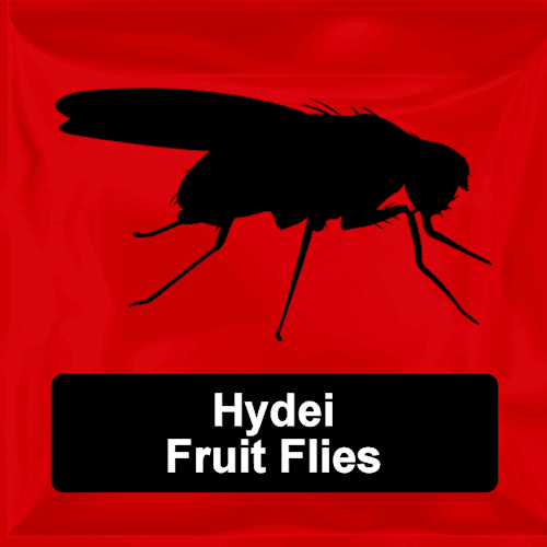 Hydei Fruit Flies 