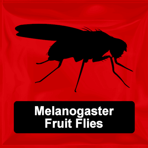 Melanogaster Fruit Flies