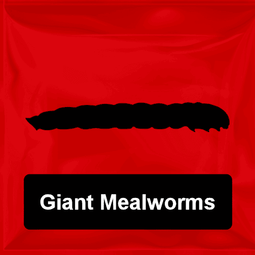 Giant Mealworms