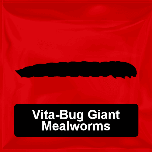 Vita-Bug Giant Mealworms