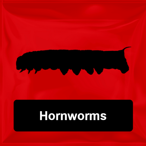 Hornworms