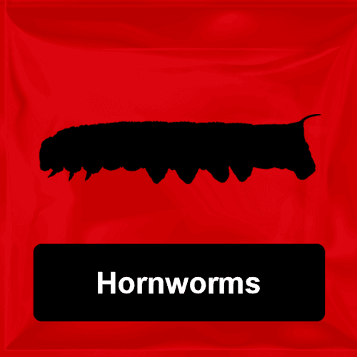 Hornworms