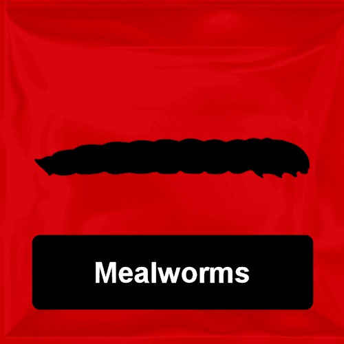 Mealworms