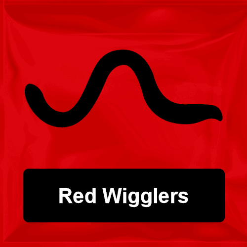 Red Wigglers