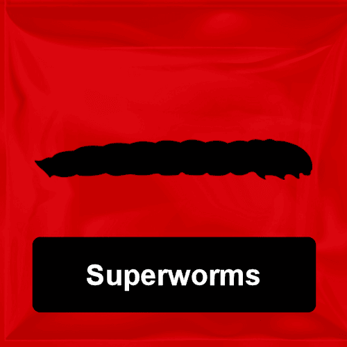 Superworms