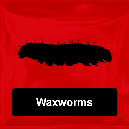 Waxworms