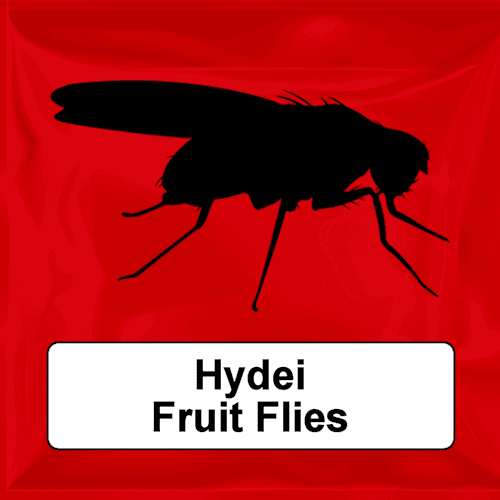 Hydei Fruit Flies 