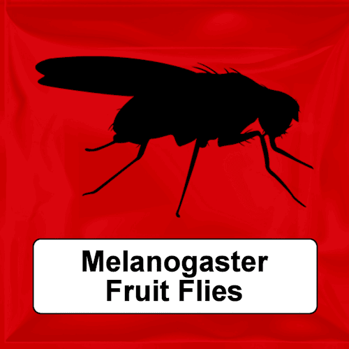 Melanogaster Fruit Flies