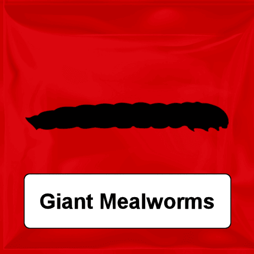 Giant Mealworms