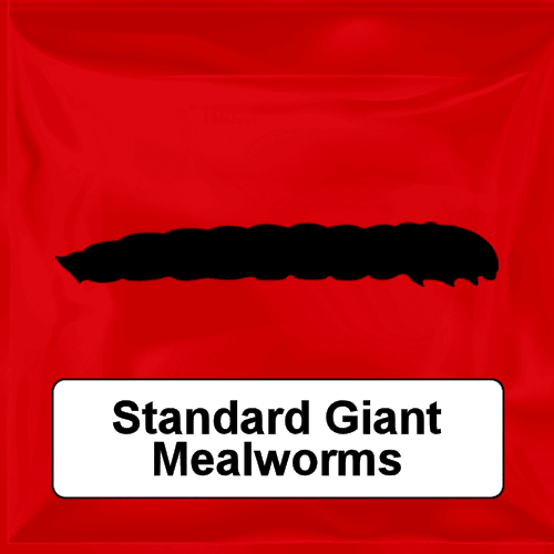 Standard Giant Mealworms