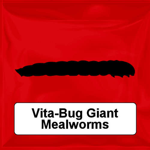 Vita-Bug Giant Mealworms