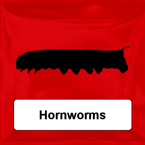 Hornworms