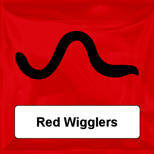 Red Wigglers