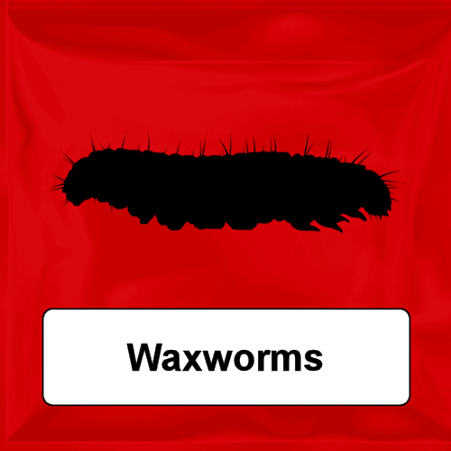 Waxworms