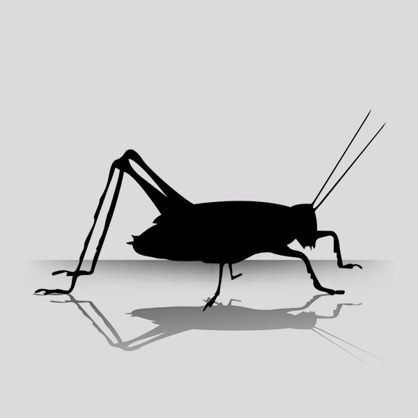 Small Crickets - 1/8 Inch Vita-Bug (1000 Per Box)