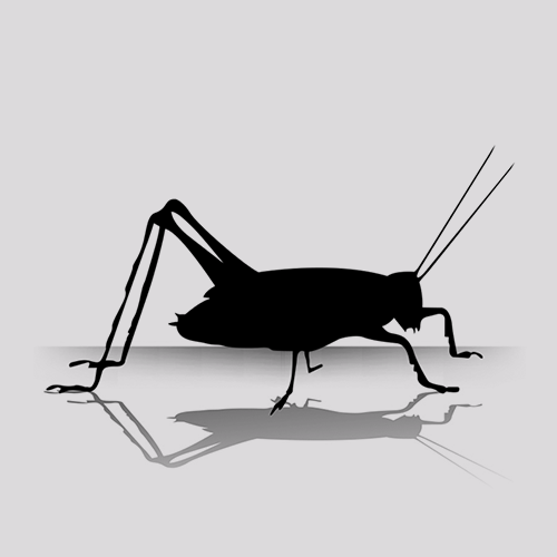 2/3 Inch Vita-Bug Bulk Crickets for Sale (500 Per Box)