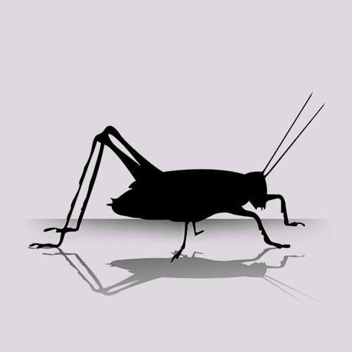 Pinhead Standard Crickets for Sale (500 Per Box)