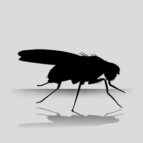 Live Flies for Sale - Melanogaster Jar