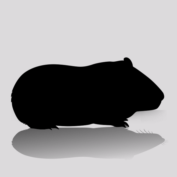 Guinea Pigs Online - Quadruple Extra-Large (1 Per Bag)