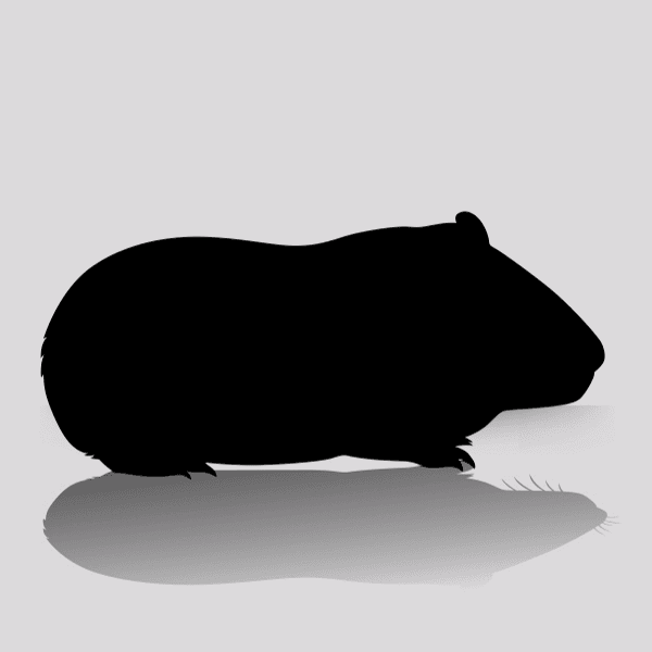 Feeder Pigs for Sale - Quintuple Extra-Large (1 Per Bag)