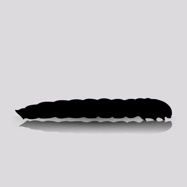 Large Vita-Bug Superworms (1000 Per Box)
