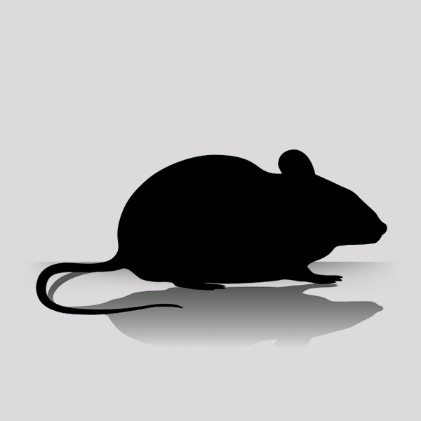 Small Black Mice (100 Per Bag)