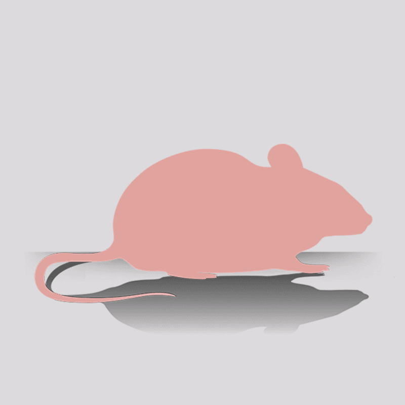 Small Pinky Hairless Mice Purchase 100Count Bag of Small Hairless