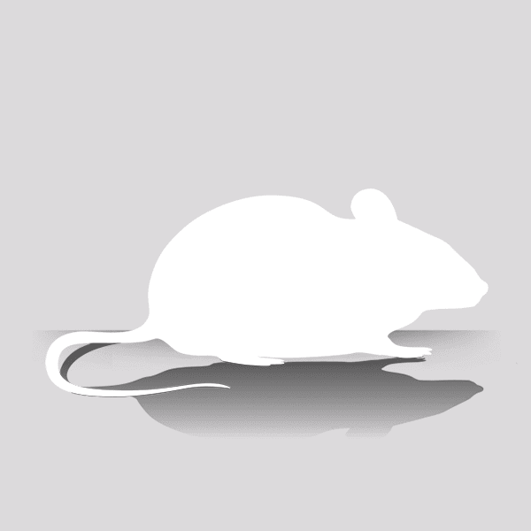 Small Pinky White Mice for Sale (100 Per Bag)
