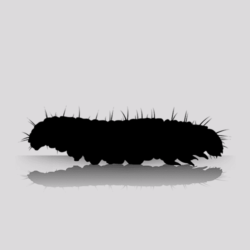 Live Wax Worms - Standard (250 Per Box)