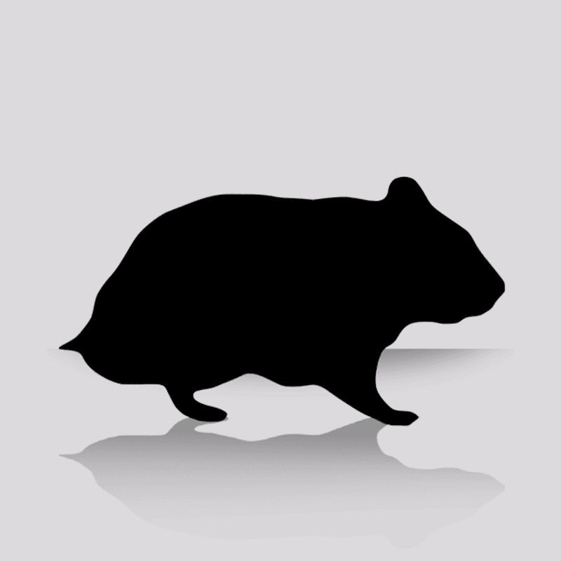 Large Hamster Sale (5 Per Bag)