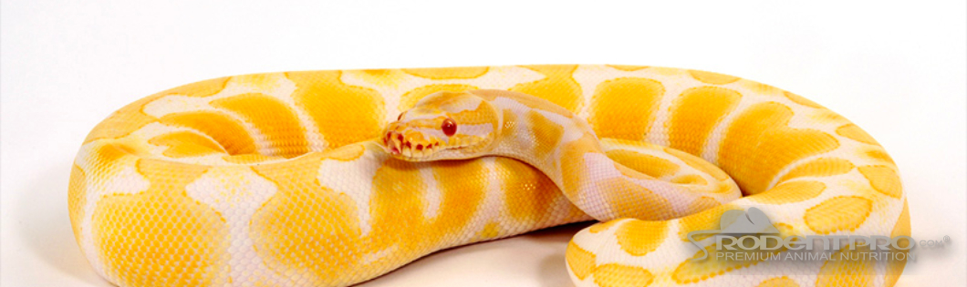 Ball Pythons Facts | Learn About Feeding Ball Pythons & Keeping Pythons as  Pets