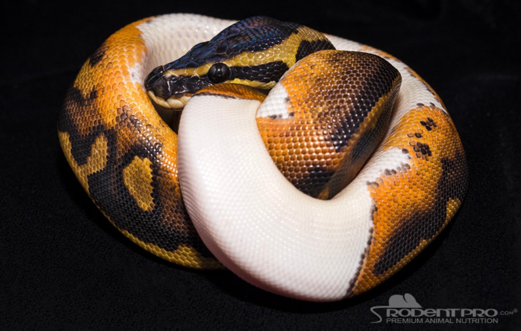 Piebald Ball Phython