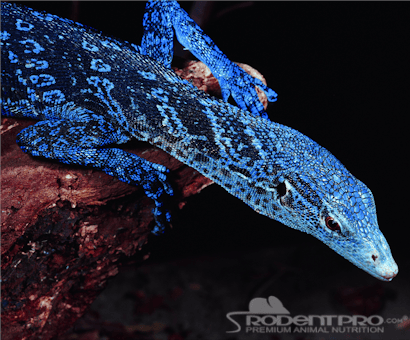 Ruby's Reptile Rodeo 
