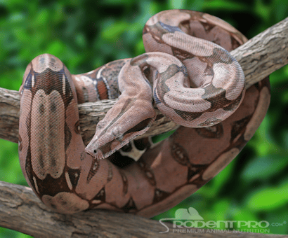 Second-Hand Serpents Reptile Rescue Inc.