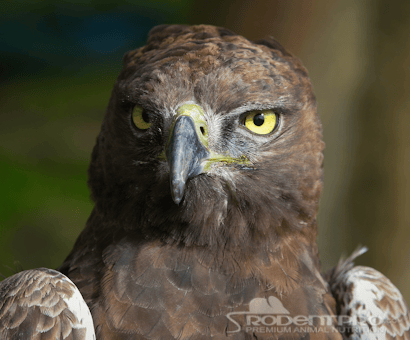 Sierra Wildlife Rescue