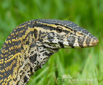 Herps Alive Foundation