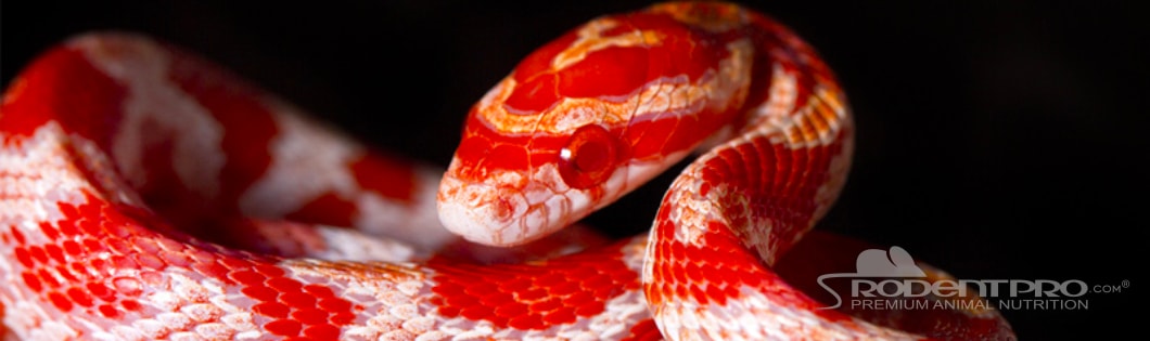 How to Choose the Best Pet Snake for You