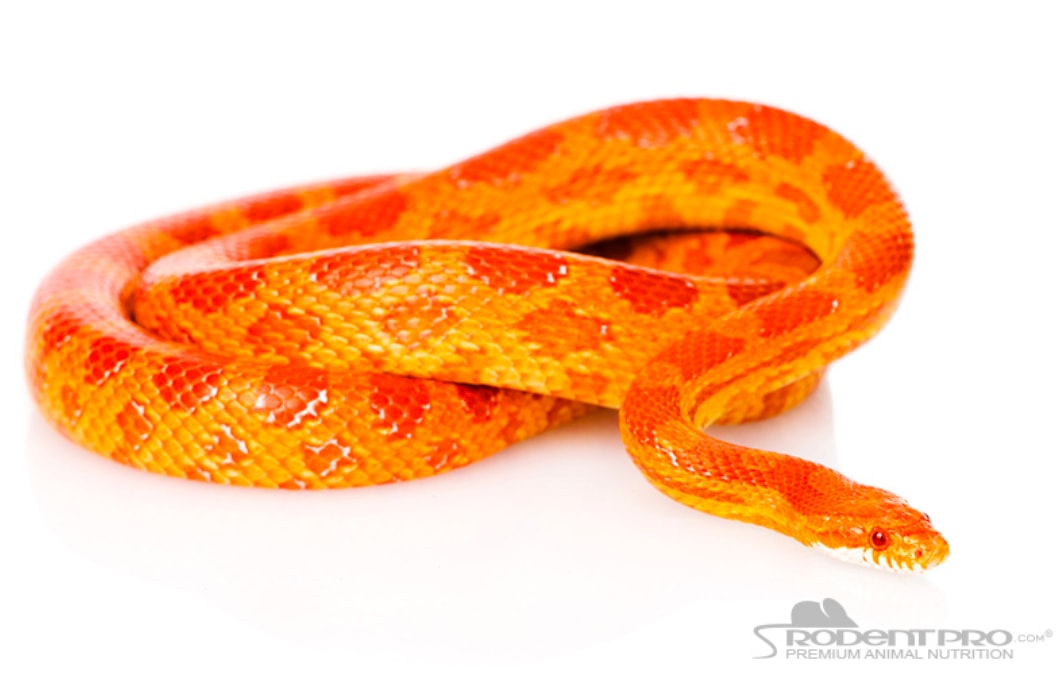 Orange Albino Corn Snake