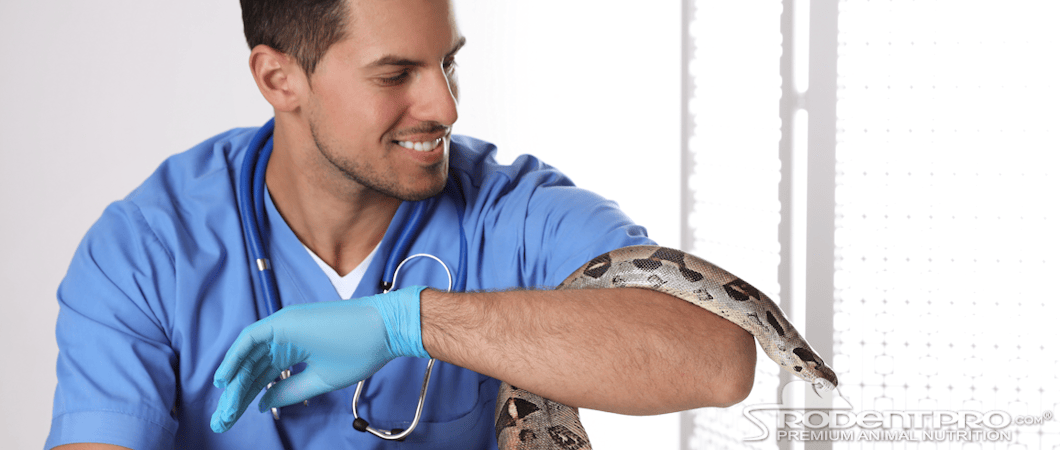 Vet with Snake